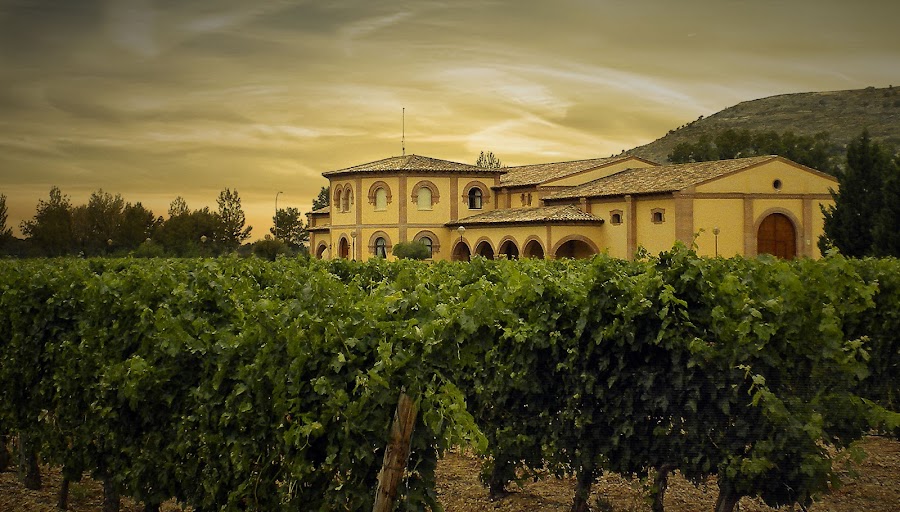 BODEGAS Y VIÑEDOS VEGA REAL, S.L.