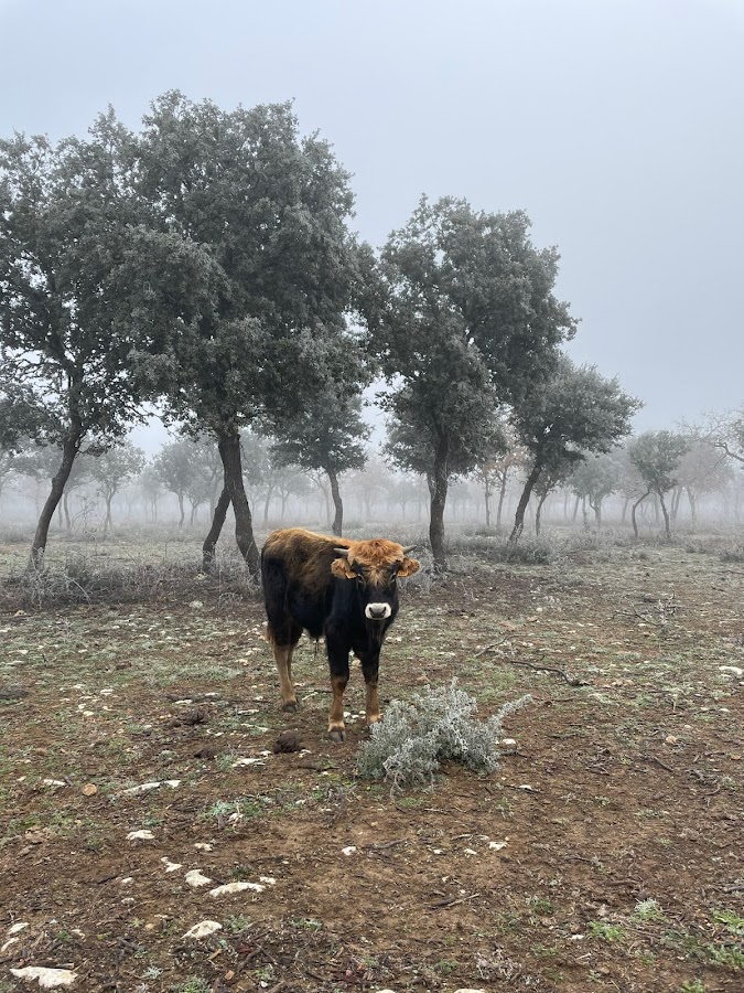 BosTaurozos Centro de Interpretación