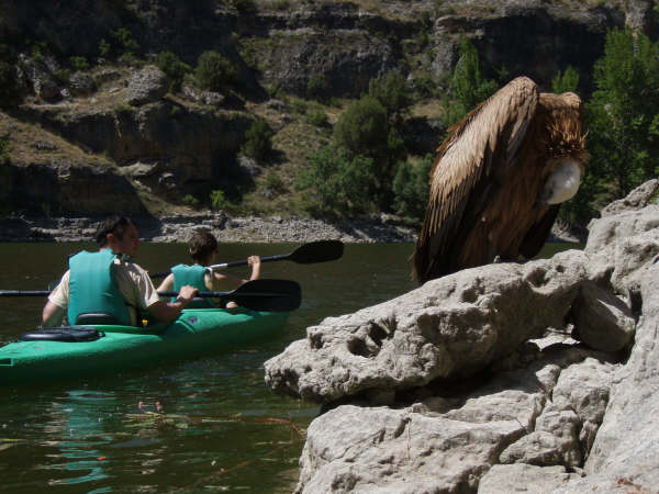 Naturaltur - Piragüismo y Actividades en las Hoces del Duratón