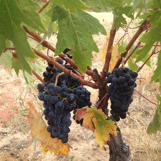 Valtoñar Bodega Ribera del Duero